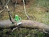 Kermit the Guardian 2